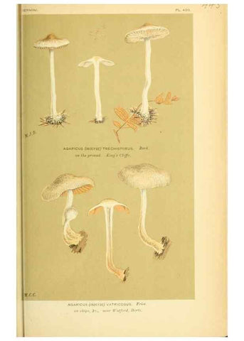 Reproducción/Reproduction 8722281411: Illustrations of British Fungi (Hymenomycetes), to serve as an atlas to the ""Handbook of British Fungi"".. LondonWilliams and Norgate1881-91