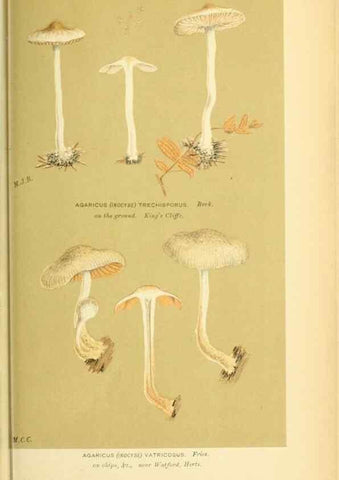Reproducción/Reproduction 8722281411: Illustrations of British Fungi (Hymenomycetes), to serve as an atlas to the ""Handbook of British Fungi"".. LondonWilliams and Norgate1881-91