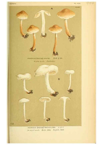 Reproducción/Reproduction 8722281675: Illustrations of British Fungi (Hymenomycetes), to serve as an atlas to the ""Handbook of British Fungi"".. LondonWilliams and Norgate1881-91