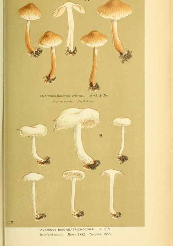 Reproducción/Reproduction 8722281675: Illustrations of British Fungi (Hymenomycetes), to serve as an atlas to the ""Handbook of British Fungi"".. LondonWilliams and Norgate1881-91