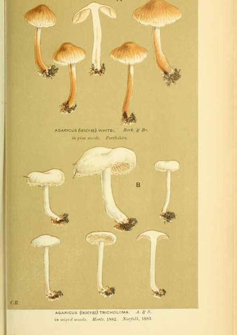 Reproducción/Reproduction 8722281675: Illustrations of British Fungi (Hymenomycetes), to serve as an atlas to the ""Handbook of British Fungi"".. LondonWilliams and Norgate1881-91