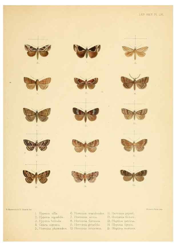 Reproducción/Reproduction 8725392147: Illustrations of typical specimens of Lepidoptera Heterocera in the collection of the British Museum.. LondonPrinted by order of the Trustees1879-