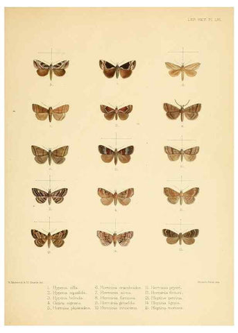 Reproducción/Reproduction 8725392147: Illustrations of typical specimens of Lepidoptera Heterocera in the collection of the British Museum.. LondonPrinted by order of the Trustees1879-