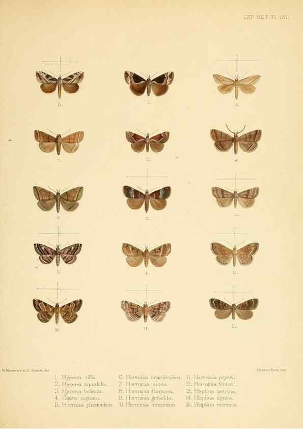 Reproducción/Reproduction 8725392147: Illustrations of typical specimens of Lepidoptera Heterocera in the collection of the British Museum.. LondonPrinted by order of the Trustees1879-