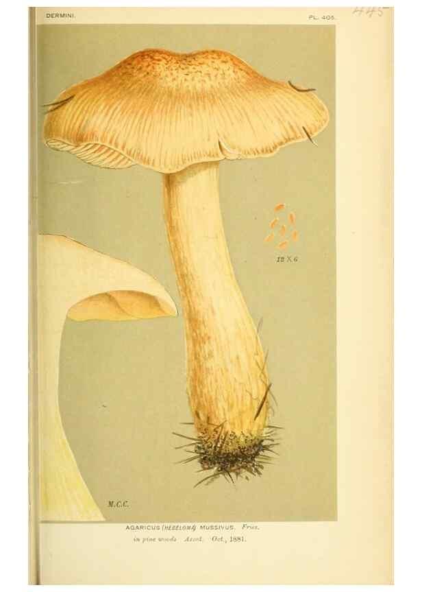 Reproducción/Reproduction 8723402082: Illustrations of British Fungi (Hymenomycetes), to serve as an atlas to the ""Handbook of British Fungi"".. LondonWilliams and Norgate1881-91