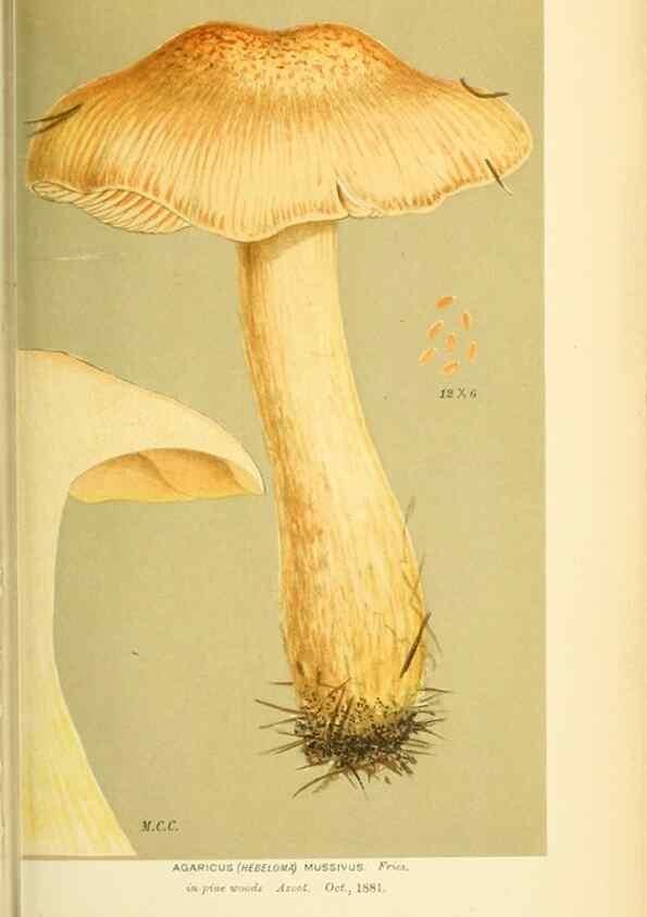 Reproducción/Reproduction 8723402082: Illustrations of British Fungi (Hymenomycetes), to serve as an atlas to the ""Handbook of British Fungi"".. LondonWilliams and Norgate1881-91