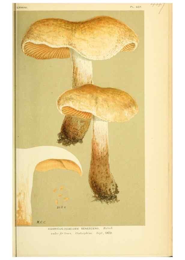 Reproducción/Reproduction 8722282775: Illustrations of British Fungi (Hymenomycetes), to serve as an atlas to the ""Handbook of British Fungi"".. LondonWilliams and Norgate1881-91