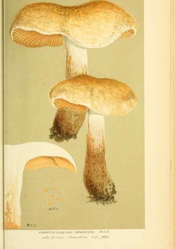 Reproducción/Reproduction 8722282775: Illustrations of British Fungi (Hymenomycetes), to serve as an atlas to the ""Handbook of British Fungi"".. LondonWilliams and Norgate1881-91