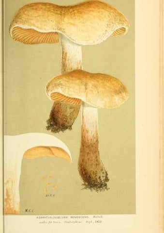 Reproducción/Reproduction 8722282775: Illustrations of British Fungi (Hymenomycetes), to serve as an atlas to the ""Handbook of British Fungi"".. LondonWilliams and Norgate1881-91