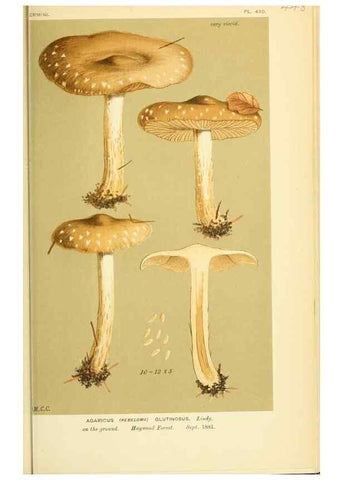 Reproducción/Reproduction 8722283123: Illustrations of British Fungi (Hymenomycetes), to serve as an atlas to the ""Handbook of British Fungi"".. LondonWilliams and Norgate1881-91