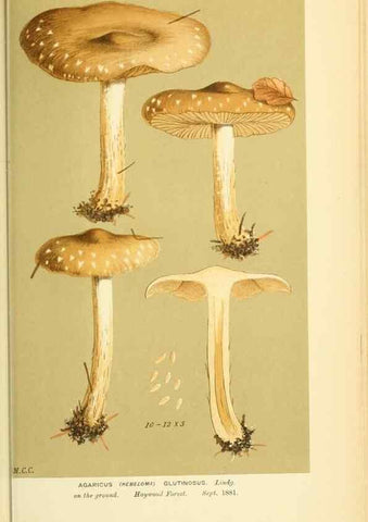 Reproducción/Reproduction 8722283123: Illustrations of British Fungi (Hymenomycetes), to serve as an atlas to the ""Handbook of British Fungi"".. LondonWilliams and Norgate1881-91