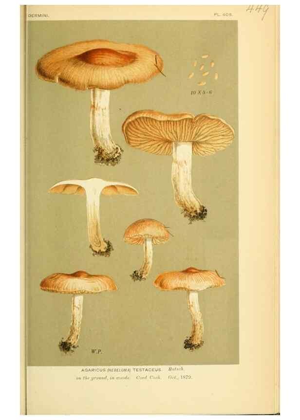 Reproducción/Reproduction 8722283457: Illustrations of British Fungi (Hymenomycetes), to serve as an atlas to the ""Handbook of British Fungi"".. LondonWilliams and Norgate1881-91