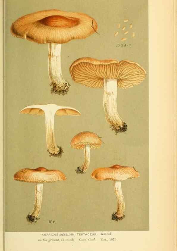 Reproducción/Reproduction 8722283457: Illustrations of British Fungi (Hymenomycetes), to serve as an atlas to the ""Handbook of British Fungi"".. LondonWilliams and Norgate1881-91