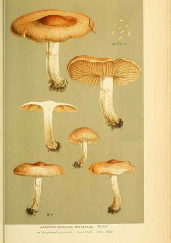 Reproducción/Reproduction 8722283457: Illustrations of British Fungi (Hymenomycetes), to serve as an atlas to the ""Handbook of British Fungi"".. LondonWilliams and Norgate1881-91