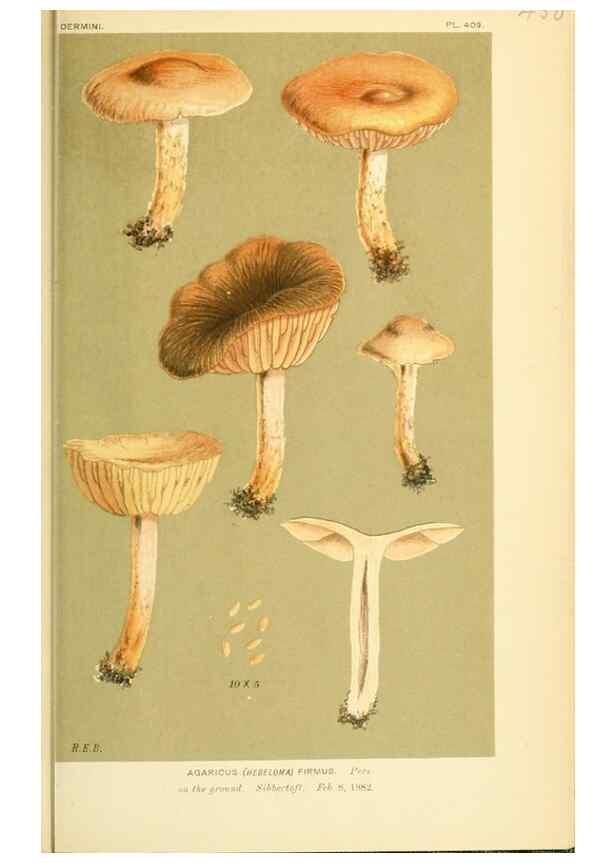 Reproducción/Reproduction 8722283881: Illustrations of British Fungi (Hymenomycetes), to serve as an atlas to the ""Handbook of British Fungi"".. LondonWilliams and Norgate1881-91