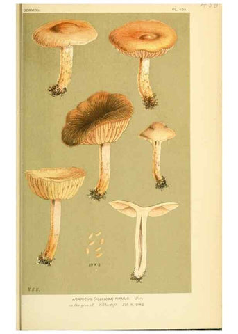 Reproducción/Reproduction 8722283881: Illustrations of British Fungi (Hymenomycetes), to serve as an atlas to the ""Handbook of British Fungi"".. LondonWilliams and Norgate1881-91