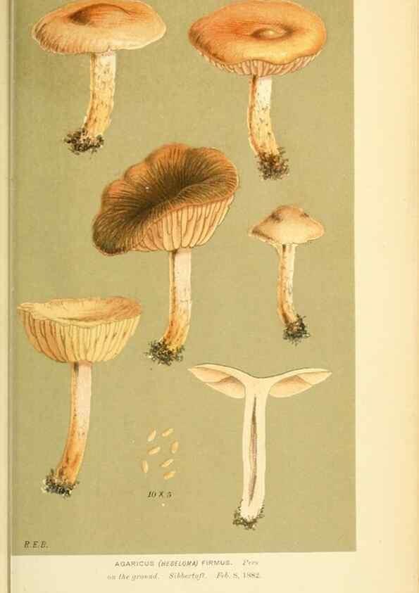 Reproducción/Reproduction 8722283881: Illustrations of British Fungi (Hymenomycetes), to serve as an atlas to the ""Handbook of British Fungi"".. LondonWilliams and Norgate1881-91