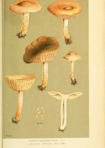 Reproducción/Reproduction 8722283881: Illustrations of British Fungi (Hymenomycetes), to serve as an atlas to the ""Handbook of British Fungi"".. LondonWilliams and Norgate1881-91