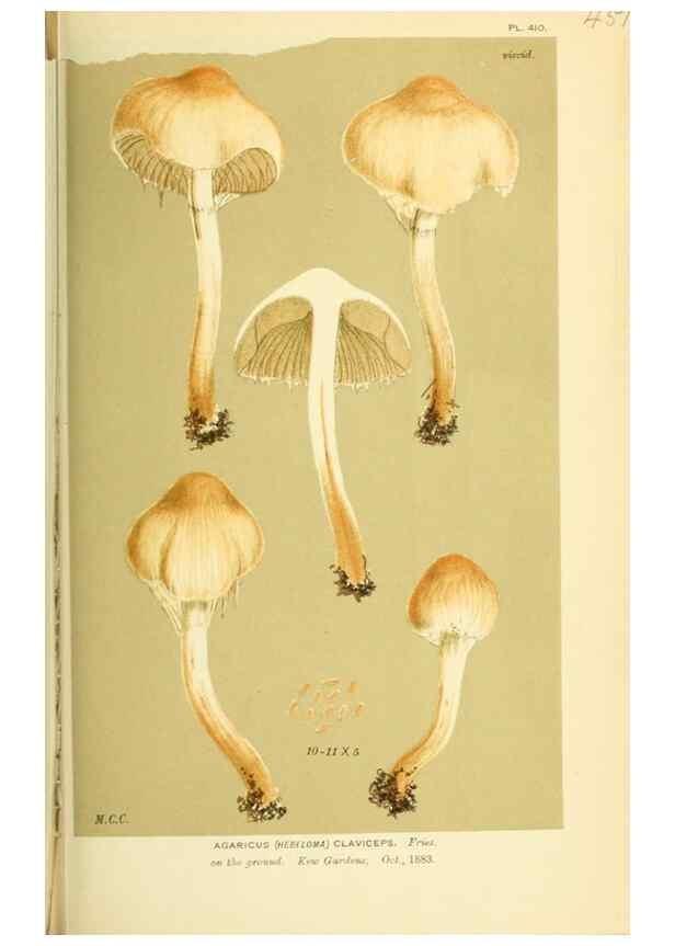 Reproducción/Reproduction 8723404164: Illustrations of British Fungi (Hymenomycetes), to serve as an atlas to the ""Handbook of British Fungi"".. LondonWilliams and Norgate1881-91