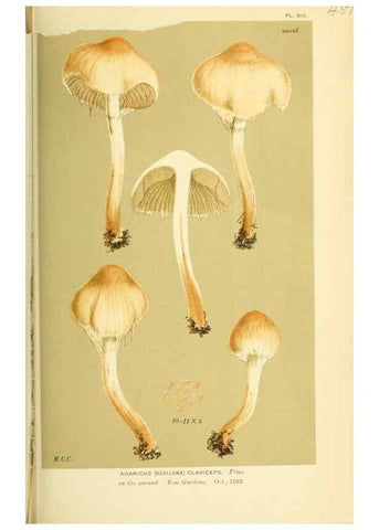 Reproducción/Reproduction 8723404164: Illustrations of British Fungi (Hymenomycetes), to serve as an atlas to the ""Handbook of British Fungi"".. LondonWilliams and Norgate1881-91