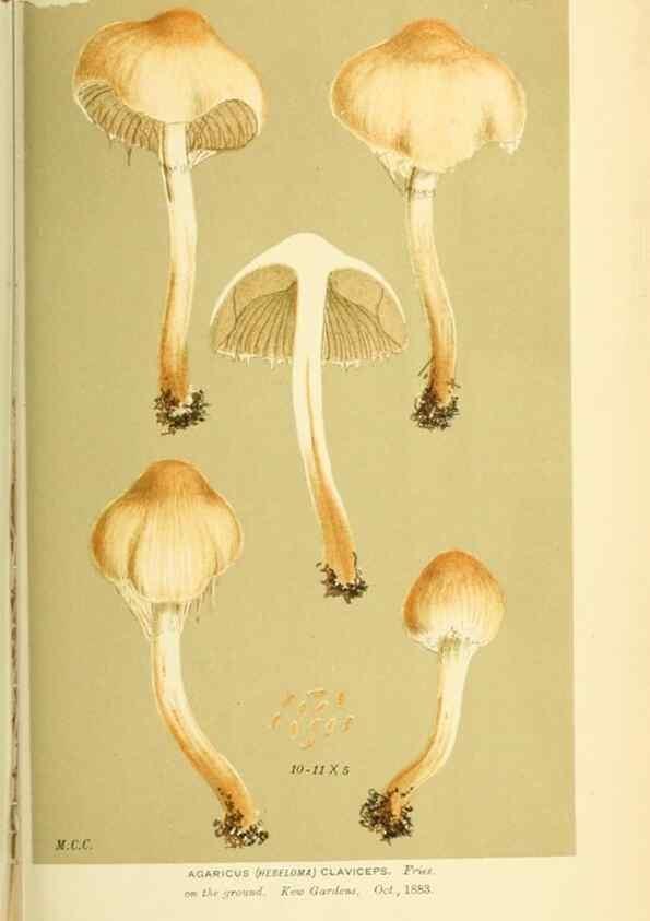 Reproducción/Reproduction 8723404164: Illustrations of British Fungi (Hymenomycetes), to serve as an atlas to the ""Handbook of British Fungi"".. LondonWilliams and Norgate1881-91