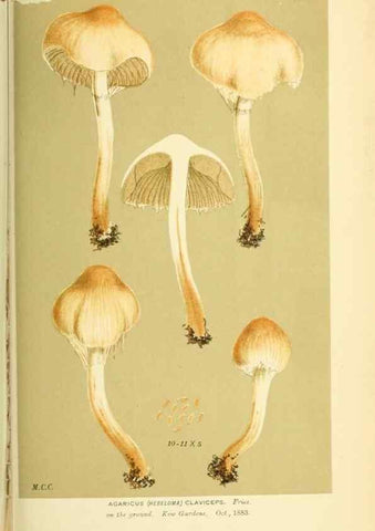 Reproducción/Reproduction 8723404164: Illustrations of British Fungi (Hymenomycetes), to serve as an atlas to the ""Handbook of British Fungi"".. LondonWilliams and Norgate1881-91
