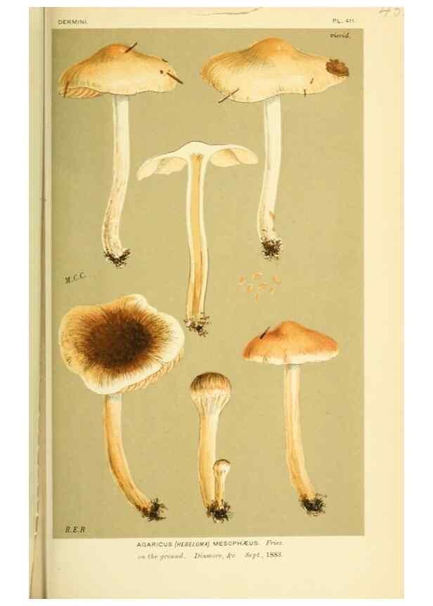 Reproducción/Reproduction 8723404406: Illustrations of British Fungi (Hymenomycetes), to serve as an atlas to the ""Handbook of British Fungi"".. LondonWilliams and Norgate1881-91