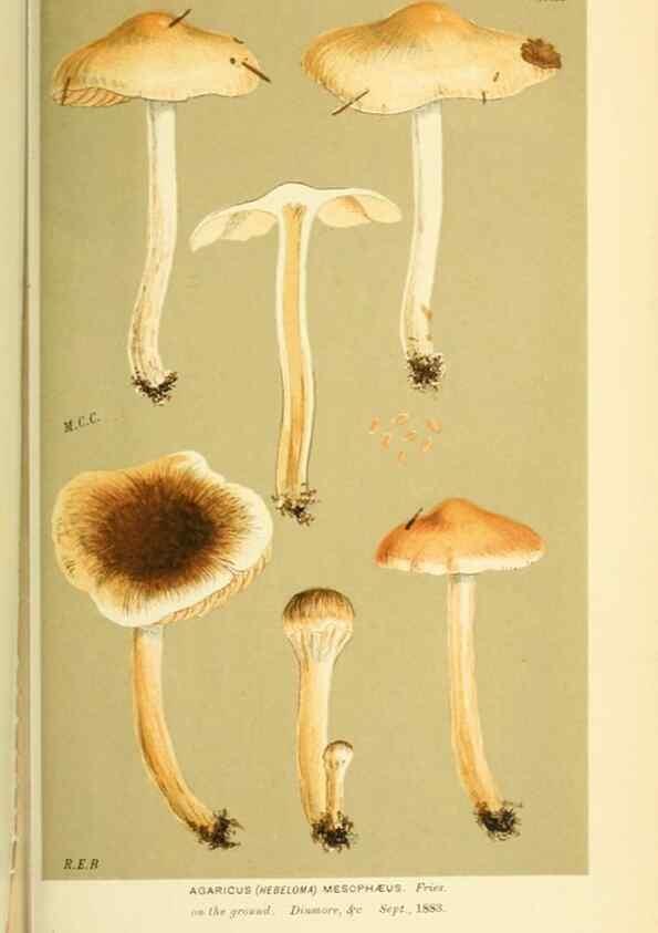 Reproducción/Reproduction 8723404406: Illustrations of British Fungi (Hymenomycetes), to serve as an atlas to the ""Handbook of British Fungi"".. LondonWilliams and Norgate1881-91