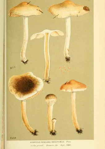Reproducción/Reproduction 8723404406: Illustrations of British Fungi (Hymenomycetes), to serve as an atlas to the ""Handbook of British Fungi"".. LondonWilliams and Norgate1881-91