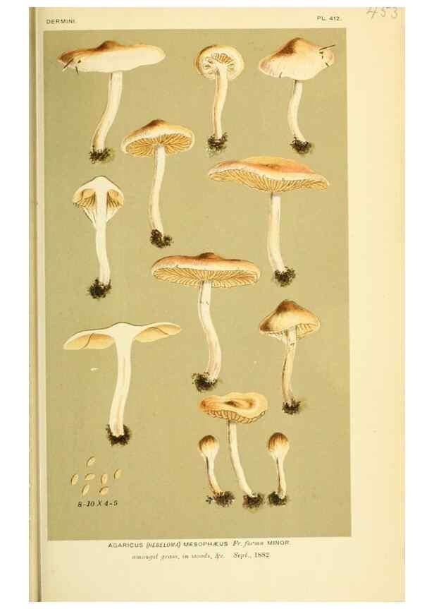 Reproducción/Reproduction 8722284821: Illustrations of British Fungi (Hymenomycetes), to serve as an atlas to the ""Handbook of British Fungi"".. LondonWilliams and Norgate1881-91