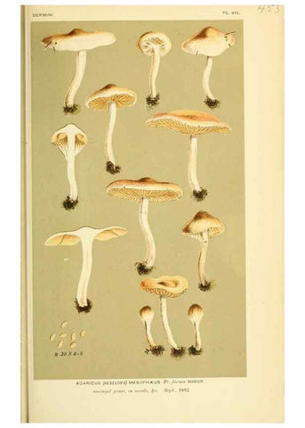 Reproducción/Reproduction 8722284821: Illustrations of British Fungi (Hymenomycetes), to serve as an atlas to the ""Handbook of British Fungi"".. LondonWilliams and Norgate1881-91