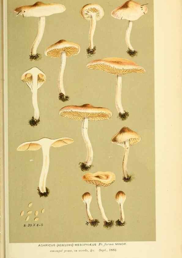 Reproducción/Reproduction 8722284821: Illustrations of British Fungi (Hymenomycetes), to serve as an atlas to the ""Handbook of British Fungi"".. LondonWilliams and Norgate1881-91