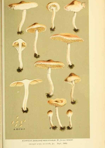 Reproducción/Reproduction 8722284821: Illustrations of British Fungi (Hymenomycetes), to serve as an atlas to the ""Handbook of British Fungi"".. LondonWilliams and Norgate1881-91