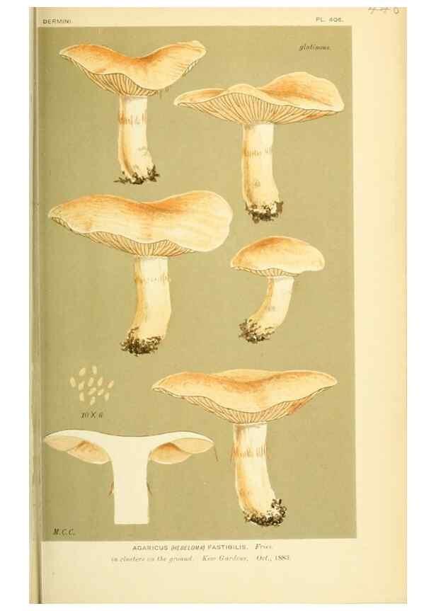 Reproducción/Reproduction 8723402528: Illustrations of British Fungi (Hymenomycetes), to serve as an atlas to the ""Handbook of British Fungi"".. LondonWilliams and Norgate1881-91