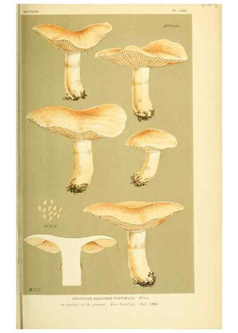 Reproducción/Reproduction 8723402528: Illustrations of British Fungi (Hymenomycetes), to serve as an atlas to the ""Handbook of British Fungi"".. LondonWilliams and Norgate1881-91