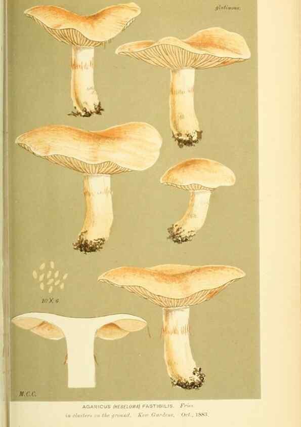 Reproducción/Reproduction 8723402528: Illustrations of British Fungi (Hymenomycetes), to serve as an atlas to the ""Handbook of British Fungi"".. LondonWilliams and Norgate1881-91