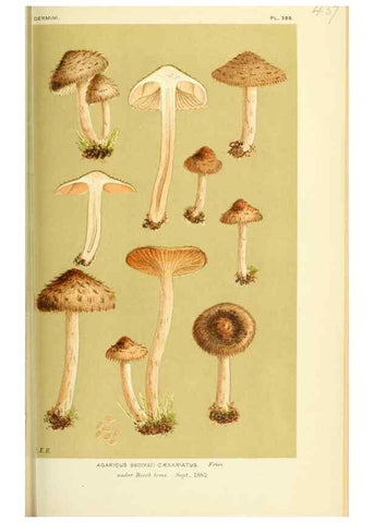 Reproducción/Reproduction 8722279455: Illustrations of British Fungi (Hymenomycetes), to serve as an atlas to the ""Handbook of British Fungi"".. LondonWilliams and Norgate1881-91