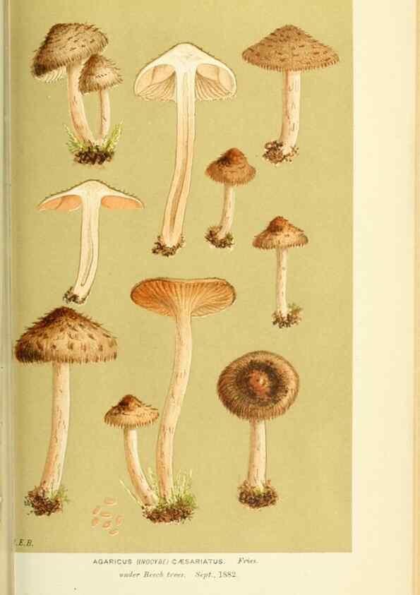 Reproducción/Reproduction 8722279455: Illustrations of British Fungi (Hymenomycetes), to serve as an atlas to the ""Handbook of British Fungi"".. LondonWilliams and Norgate1881-91