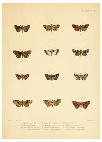 Reproducción/Reproduction 8725392409: Illustrations of typical specimens of Lepidoptera Heterocera in the collection of the British Museum.. LondonPrinted by order of the Trustees1879-