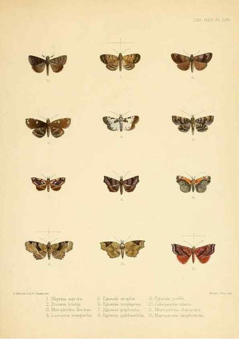 Reproducción/Reproduction 8725392409: Illustrations of typical specimens of Lepidoptera Heterocera in the collection of the British Museum.. LondonPrinted by order of the Trustees1879-