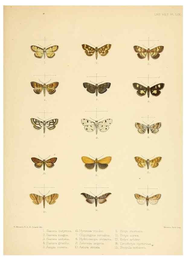 Reproducción/Reproduction 8726512532: Illustrations of typical specimens of Lepidoptera Heterocera in the collection of the British Museum.. LondonPrinted by order of the Trustees1879-