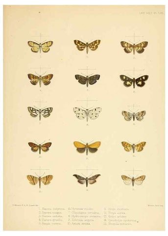 Reproducción/Reproduction 8726512532: Illustrations of typical specimens of Lepidoptera Heterocera in the collection of the British Museum.. LondonPrinted by order of the Trustees1879-