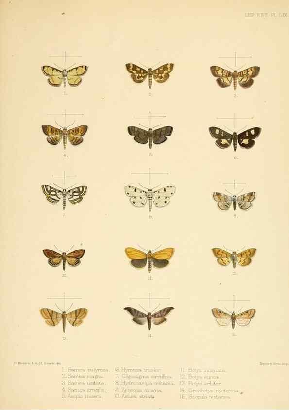 Reproducción/Reproduction 8726512532: Illustrations of typical specimens of Lepidoptera Heterocera in the collection of the British Museum.. LondonPrinted by order of the Trustees1879-