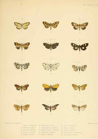 Reproducción/Reproduction 8726512532: Illustrations of typical specimens of Lepidoptera Heterocera in the collection of the British Museum.. LondonPrinted by order of the Trustees1879-