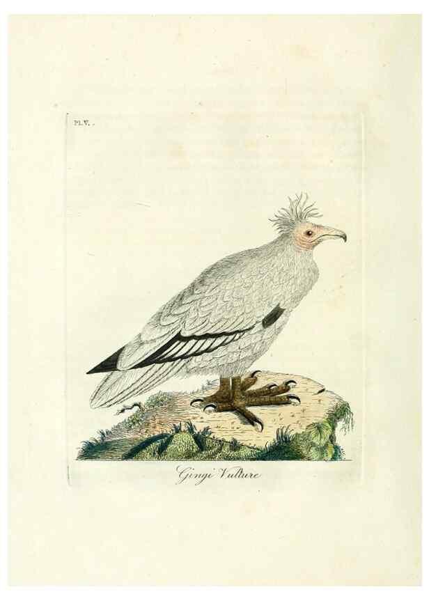 Reproducción/Reproduction 8744572122: A general history of birds /. Winchester [England] :Printed by Jacob and Johnson, for the author : sold in London by G. and W.B. Whittaker ... [and 3 others],1821-1828.