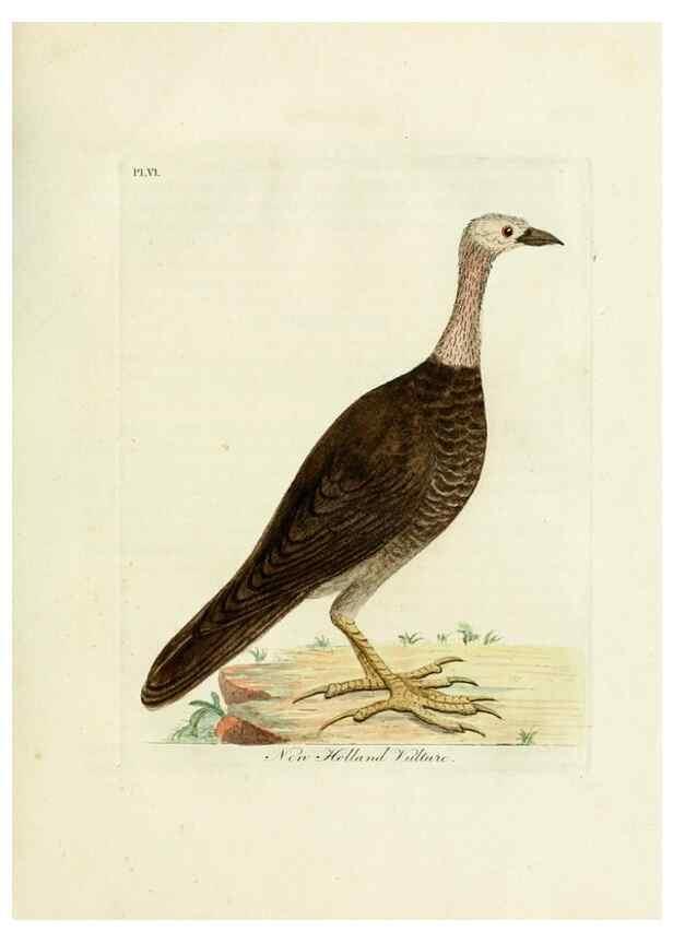 Reproducción/Reproduction 8744573404: A general history of birds /. Winchester [England] :Printed by Jacob and Johnson, for the author : sold in London by G. and W.B. Whittaker ... [and 3 others],1821-1828.