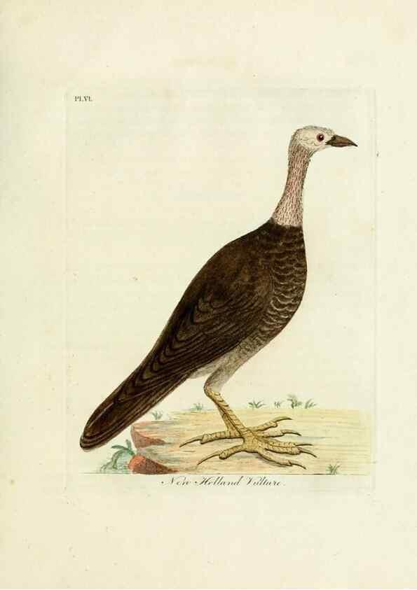 Reproducción/Reproduction 8744573404: A general history of birds /. Winchester [England] :Printed by Jacob and Johnson, for the author : sold in London by G. and W.B. Whittaker ... [and 3 others],1821-1828.