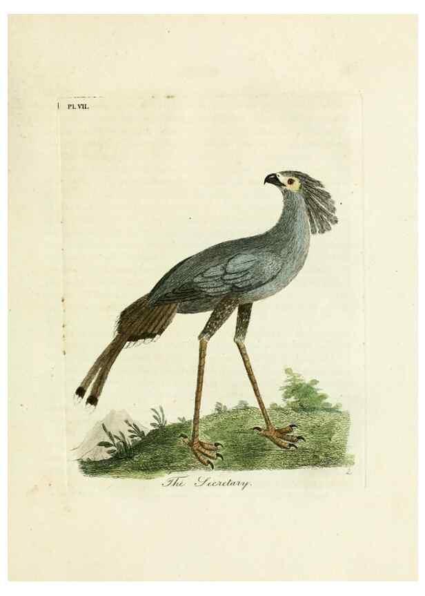 Reproducción/Reproduction 8744575050: A general history of birds /. Winchester [England] :Printed by Jacob and Johnson, for the author : sold in London by G. and W.B. Whittaker ... [and 3 others],1821-1828.