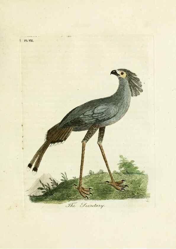 Reproducción/Reproduction 8744575050: A general history of birds /. Winchester [England] :Printed by Jacob and Johnson, for the author : sold in London by G. and W.B. Whittaker ... [and 3 others],1821-1828.