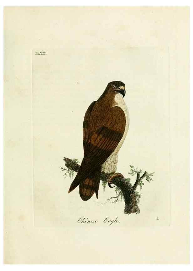 Reproducción/Reproduction 8743456937: A general history of birds /. Winchester [England] :Printed by Jacob and Johnson, for the author : sold in London by G. and W.B. Whittaker ... [and 3 others],1821-1828.